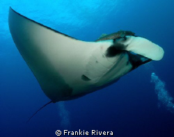 Friendly Pacific Manta @ San Benedicto Island, Revillagig... by Frankie Rivera 